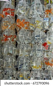 China, Hong Kong Gold Fish In Tung Choi Street Market