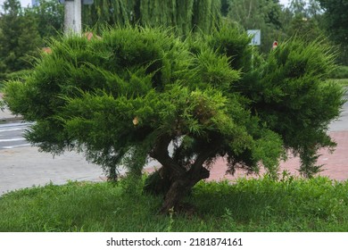 China Juniper Trees In The Park