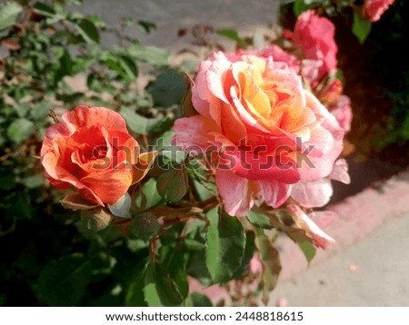 China red rose flowers beautiful flowers 