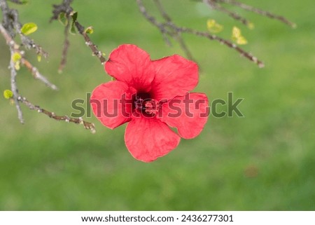 A china rose (Hibiscus rosa sinensis) flower