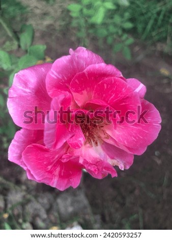 The China Rose (Hibiscus rosa-sinensis) is a botanical marvel, enchanting with its flamboyant beauty. This evergreen shrub unfurls large, lustrous, crimson-hued blossoms, resembling delicate, satiny.