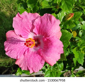 China rose or hibiscus rosasinesis