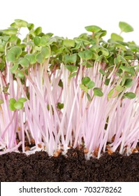 China Rose radish seedlings in potting compost front view. Sprouts, vegetable, microgreen. Chinese winter radish with smooth rose colored skin. Cotyledons of Raphanus sativus. Macro photo over white.