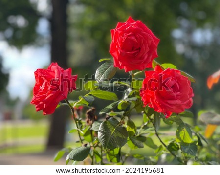 China rose (Rosa chinensis) flowering.