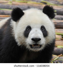  China 's Giant Panda Bear