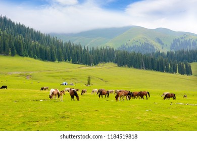 China Xinjiang Nalati Aerial Grassland