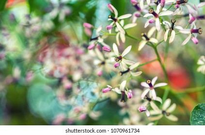 Chinaberry tree flowers and leaves background.