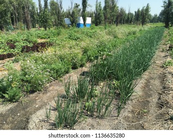 Chinampa In Xochimilco Mexico