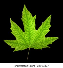 Chinar Leaf Wallpaper - Best Wallpapers