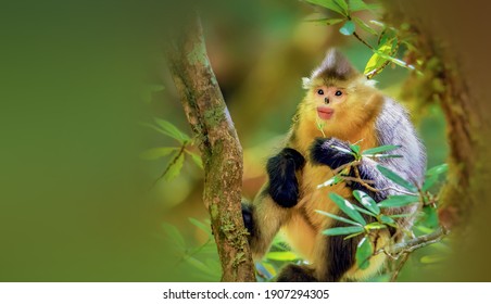 China's Unique Animal Yunnan Rhinopithecus Bieti