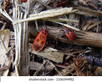 Chinch Bugs In The Garden