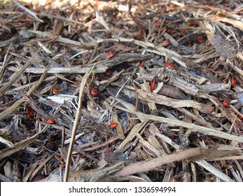 Chinch Bugs In The Garden