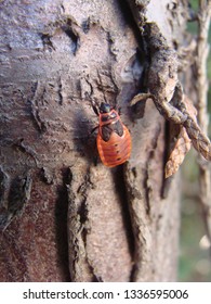 Chinch Bugs In The Garden