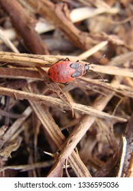 Chinch Bugs In The Garden