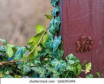 Chinch Bugs On A Column With Green Leaves