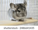 Chinchilla home pet. Fluffy grey rodent sitting on a shelf in metal cage. Cute animal with long whiskers.