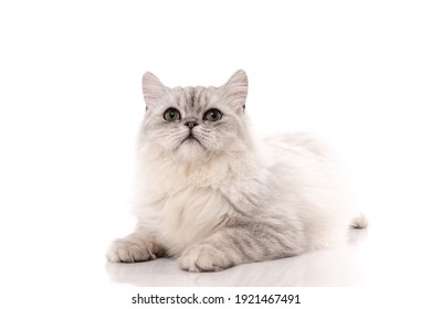 A Chinchilla Persian cat on white background,isolated
