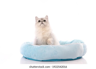 A Chinchilla Persian Cat Sitting In A Cat Bed On White Background Isolated