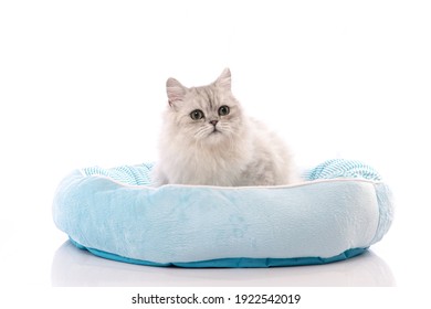 A Chinchilla Persian Cat Sitting In A Cat Bed On White Background Isolated