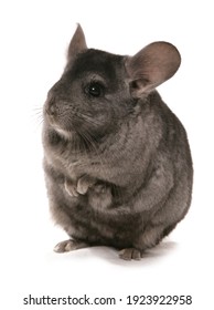 Chinchilla Pet Isolated On A White Background