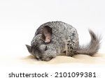chinchilla playing on sand with white background