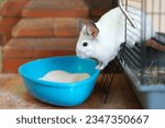 Chinchilla pours out of the cage into a basin of sand for bathing