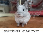 Chinchilla white Wilson. Chinchilla walks around the house. Exotic pet.