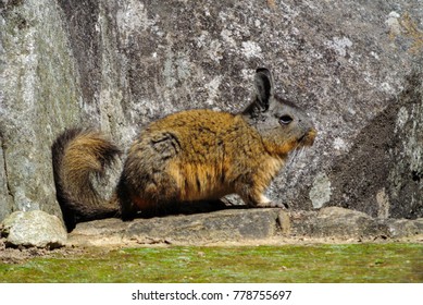 Chincilla Resting Between Rocks On The Machu Picchu In Peru