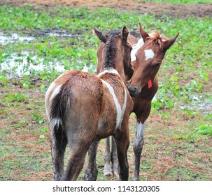 Chincoteague Island, Virginia / USA - July 25, 2018: Two Chincoteague Pony Foals Nuzzling One Another After The Annual Swim And Roundup, Chincoteague Island, Virginia, July 25, 2018.