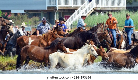 Chincoteague Island, Virginia / USA - July 27, 2018: Chincoteague ponies beginning their swim back to their home on Assateague Island, Chincoteague Island, Virginia, July 27, 2018.
