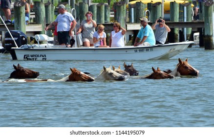Chincoteague Island, Virginia / USA - July 27, 2018: Chincoteague ponies swimming back to their home on Assateague Island, Chincoteague Island, Virginia, July 27, 2018.