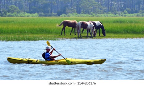 Chincoteague Island, Virginia / USA - July 27, 2018: A kayaker passing two Chincoteague ponies on Assateague Island, Virginia, July 27, 2018.