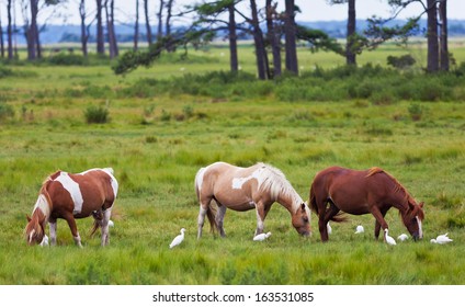 Chincoteague Ponies