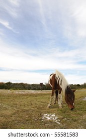 Chincoteague Pony Chance Grazing On Assateague Island.