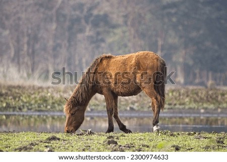 A Chincoteague pony grazing in front of a lake on a sunny day