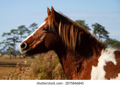 Chincoteague Pony Looking Ahead Close Up