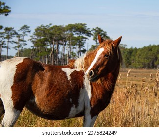 Chincoteague Pony Looking Back With Ears Up