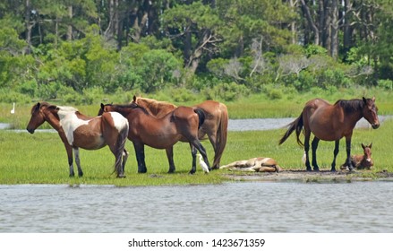 Chincoteague Wild Ponies Grazing On Marsh Stock Photo 1423671359 ...