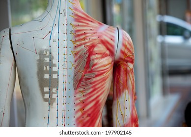Chinese acupuncture mannequin on the Hong Kong street