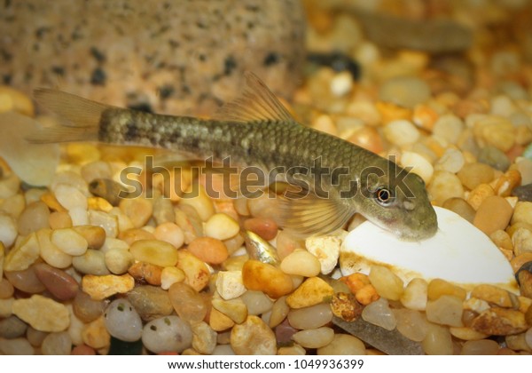 Chinese Algae Eater Known Indian Algae Royalty Free Stock Image