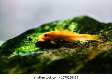 Imagenes Fotos De Stock Y Vectores Sobre Bottom Feeders