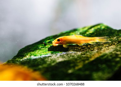 Imagenes Fotos De Stock Y Vectores Sobre Bottom Feeders