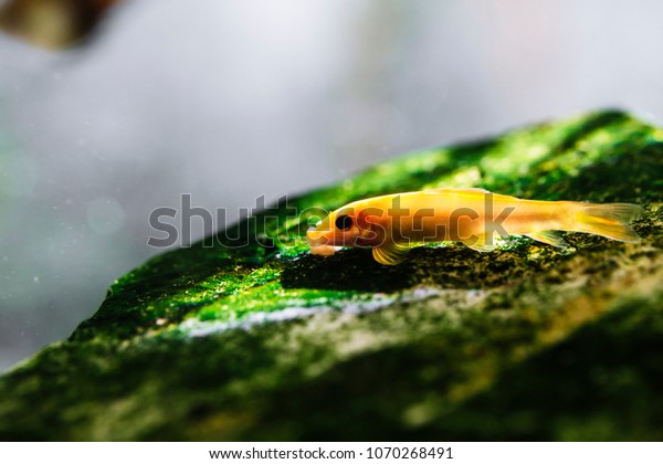 Chinese Algae Eater Popular Bottom Feeder Royalty Free Stock Image