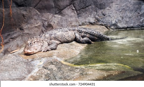 Chinese Alligator