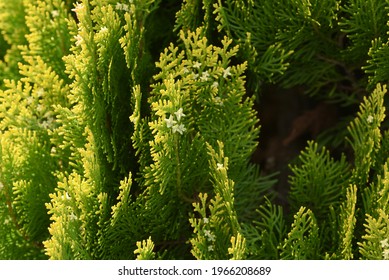 Chinese arborvitae ( Platycladus orientalis ) leaves and flowers.
Cupressaceae evergreen conifer.