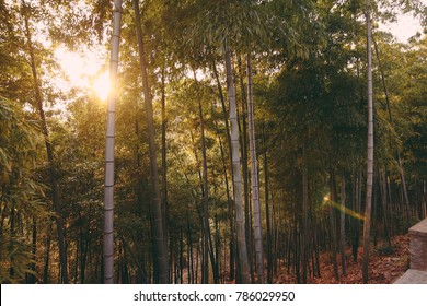 Chinese Bamboo Forest Trails In Moganshan