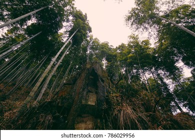 Chinese Bamboo Forest Trails In Moganshan