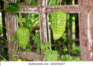 Chinese Bitter Melon Momordica Charantia Plant Stock Photo