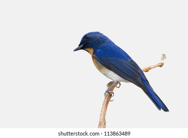 Chinese Blue Flycatcher (Cyornis glaucicomans) - Shutterstock ID 113863489