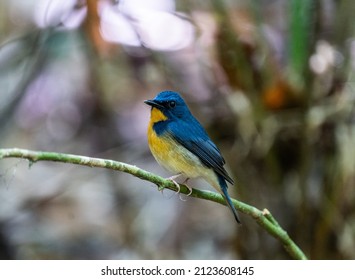 The Chinese blue flycatcher is a small passerine bird in the flycatcher family.
